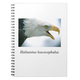 Caderno Espiral Eagle#1