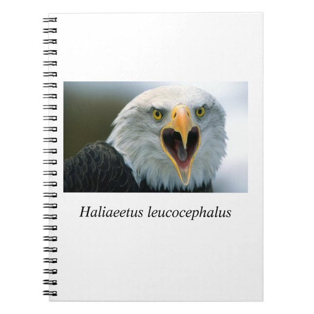 Caderno Espiral Eagle#2 (Frente)