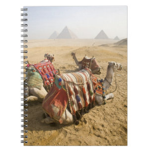 Caderno Espiral Egito, Cairo. Camelos descansando