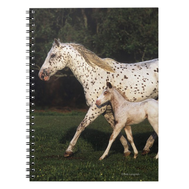 Caderno Espiral Égua e potro do Appaloosa no campo (Frente)
