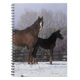 Caderno Espiral Égua & potro árabes na neve