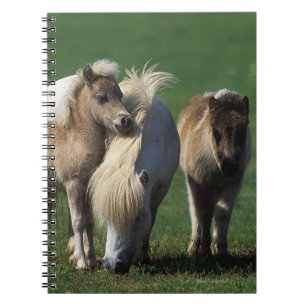 Caderno Espiral Égua & potros diminutos 1