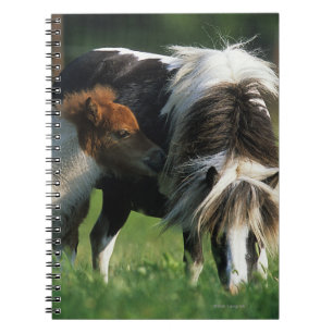 Caderno Espiral Égua & potros diminutos 2