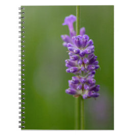 Caderno Espiral Ein beruhigender Hauch von Lavendel.