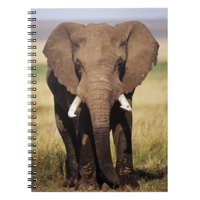 Caderno Espiral Elefante-da-savana-africano (Frente)