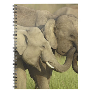 Caderno Espiral Elefantes Asiáticos Indianos