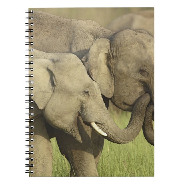 Caderno Espiral Elefantes Asiáticos Indianos (Frente)