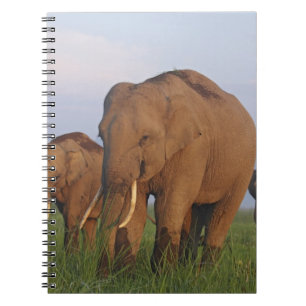 Caderno Espiral Elefantes indianos no campo de grama