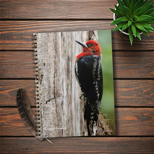Caderno Espiral Encontrando um Sapsucker Vermelho (Red-Breasted Sapsucker in the Forest Journal Cover Photo)
