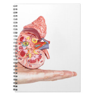 Caderno Espiral Entregue mostrar o modelo com dentro do rim humano