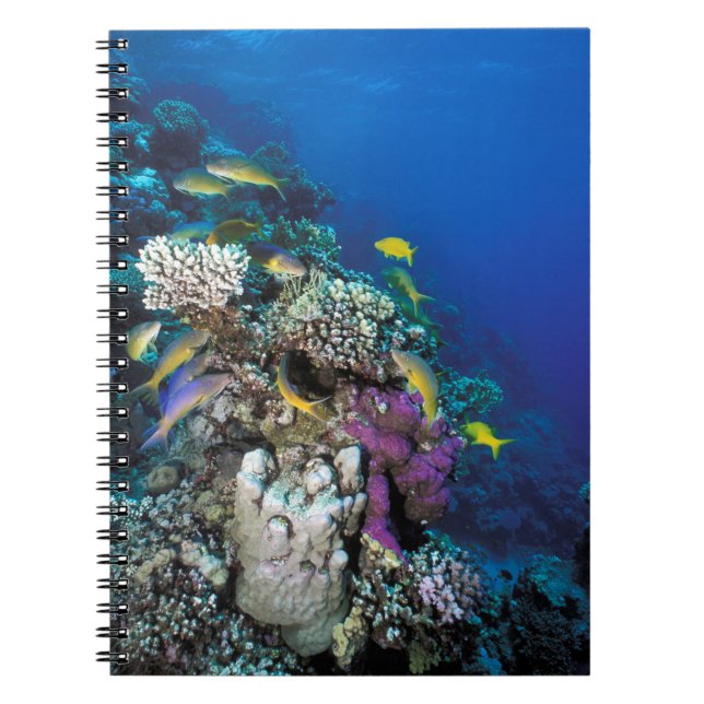 Caderno Espiral Enxame De Caprinos Em Torno De Coral Pequeno (Frente)