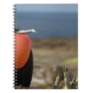 Caderno Espiral Equador, Galapagos, Ilha Genovesa. Príncipe