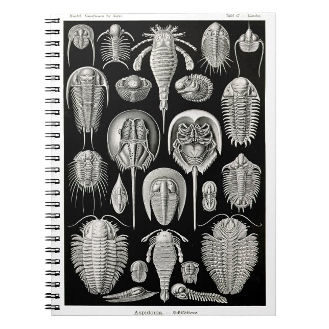 Caderno Espiral Ernst Haeckel Aspidonia (Frente)