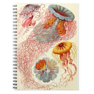 Caderno Espiral Ernst Haeckel "Discomedusae - Desmonema"