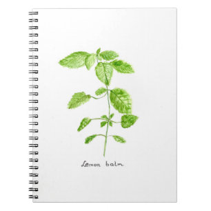 Caderno Espiral Erva de melissa aquarela jardim