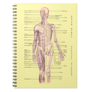 Caderno Espiral Escola personalizada da anatomia diagrama médico