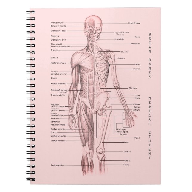 Caderno Espiral Escola personalizada da anatomia diagrama médico (Frente)