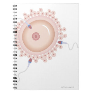 Caderno Espiral Esperma que contem o gene transformado