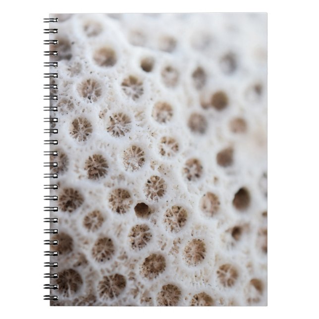Caderno Espiral Espuma (Frente)