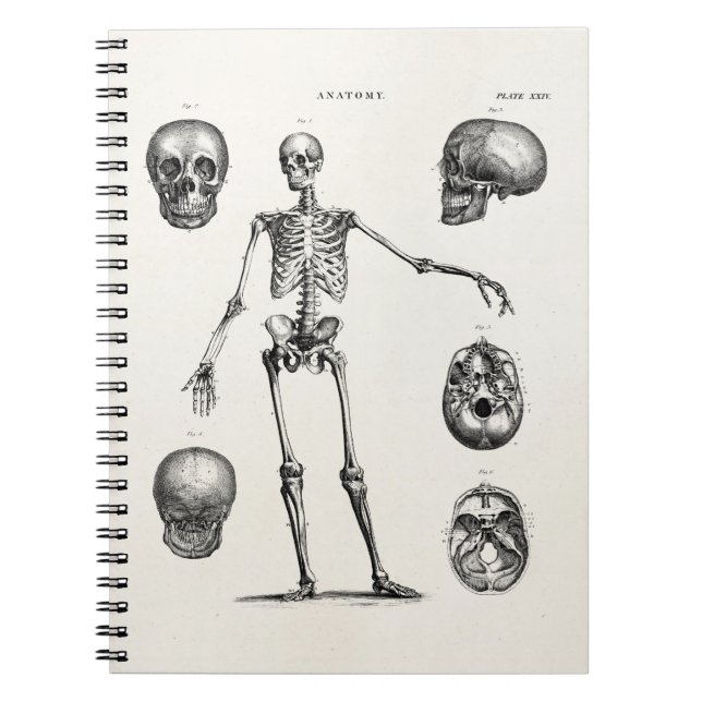 Caderno Espiral Esqueletos antigos de esqueleto da anatomia dos (Frente)