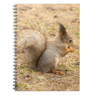 Caderno Espiral Esquilo bonito come uma foto de noz