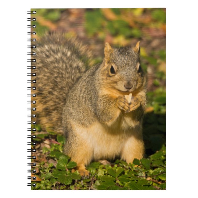 Caderno Espiral Esquilo cinzento, comendo, amendoim, Crystal Sprin (Frente)