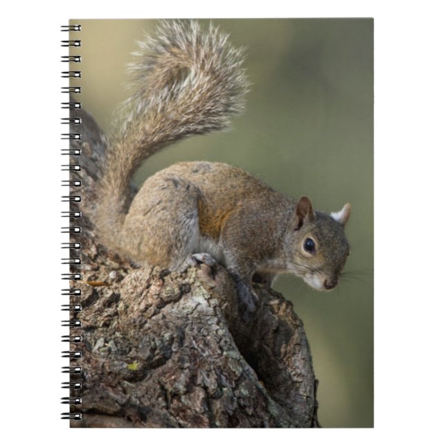 Caderno Espiral Esquilo-cinzento-oriental, ou esquilo-cinzento (Frente)