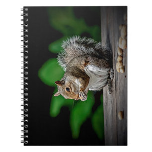 Caderno Espiral Esquilo com amendoim