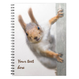 Caderno Espiral Esquilo curioso