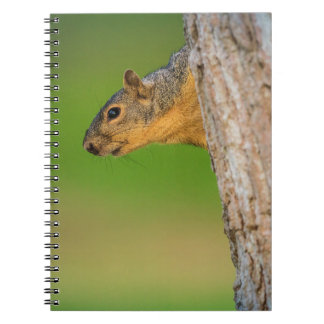 Caderno Espiral Esquilo | Diário Florestal Fofo