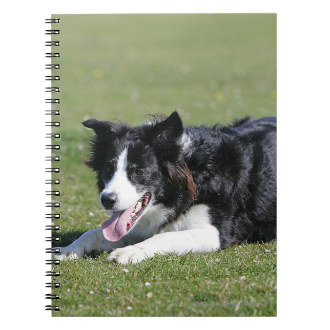 Caderno Espiral Estabelecimento de border collie (Frente)