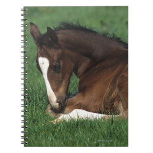 Caderno Espiral Estabelecimento do potro de Warmblood