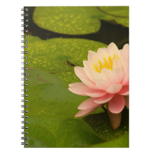 Caderno Espiral Estados Unidos, Maryland, Westminster, Union
