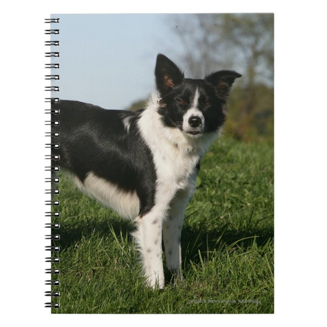 Caderno Espiral Estar de border collie (Frente)