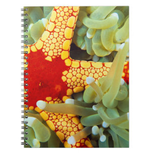 Caderno Espiral Estrela-do-Mar Amarela e Vermelha