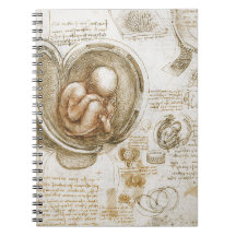 Estudos de Leonardo da Vinci do feto no ventre