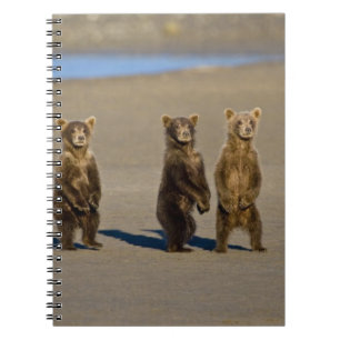 Caderno Espiral EUA. Alasca. Filhotes de Urso Pardo Costeiro