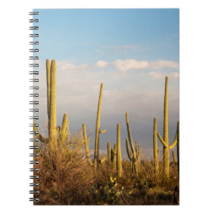 Caderno Espiral EUA, Arizona, Parque Nacional Saguaro, Saguaro