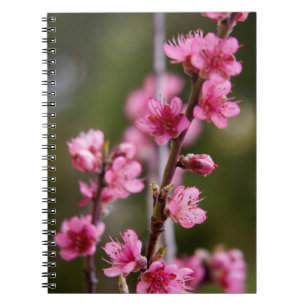 Caderno Espiral EUA, Califórnia. Flores Cor-de-Rosa Em Uma Árvore