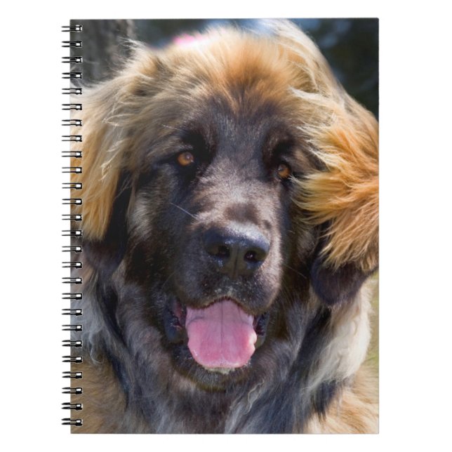 Caderno Espiral EUA, Califórnia. Retrato Da Sentada De Leonberger (Frente)