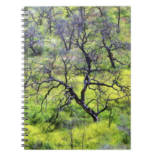 Caderno Espiral EUA, Califórnia, San Diego. Uma floresta de carval