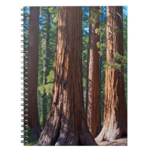 Caderno Espiral EUA, Califórnia. Troncos de árvores sequóias, Mari