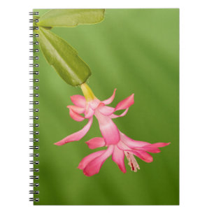 Caderno Espiral EUA, Colorado, Lafayette. Cacto de Natal