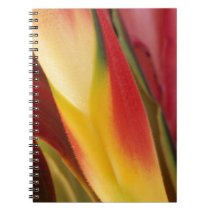 Caderno Espiral EUA, Colorado, Lafayette, heliconia close-up
