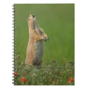 Caderno Espiral EUA, Dakota do Sul, Parque Estadual de Custer