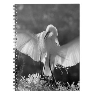 Caderno Espiral EUA, Flórida, Garça-branca-grande (Ardea alba) inf