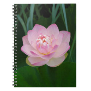 Caderno Espiral EUA, Kansas, Lírio de Água Rosa