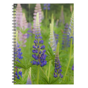 Caderno Espiral EUA, Maine, Parque Nacional Acadia. Campo de