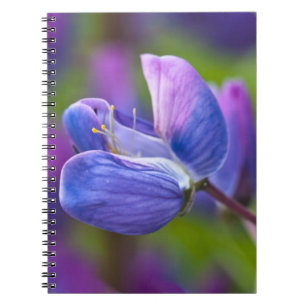 Caderno Espiral EUA, Maine, Parque Nacional Acadia. Close-up de
