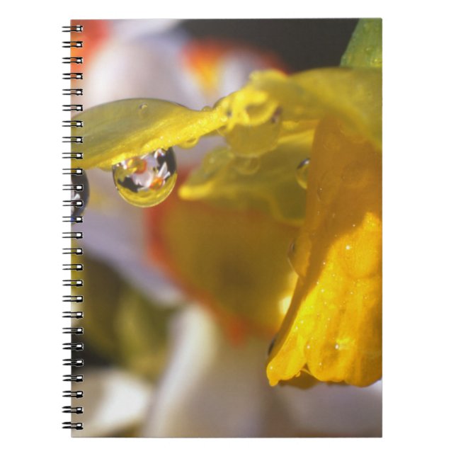 Caderno Espiral EUA, Oregon, Condado de Multnomah, Close-up de (Frente)